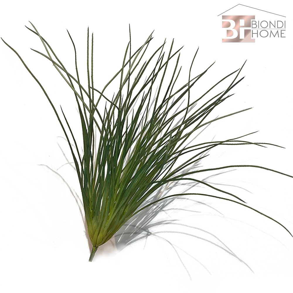 Pianta “THILLANDSIA BIG”