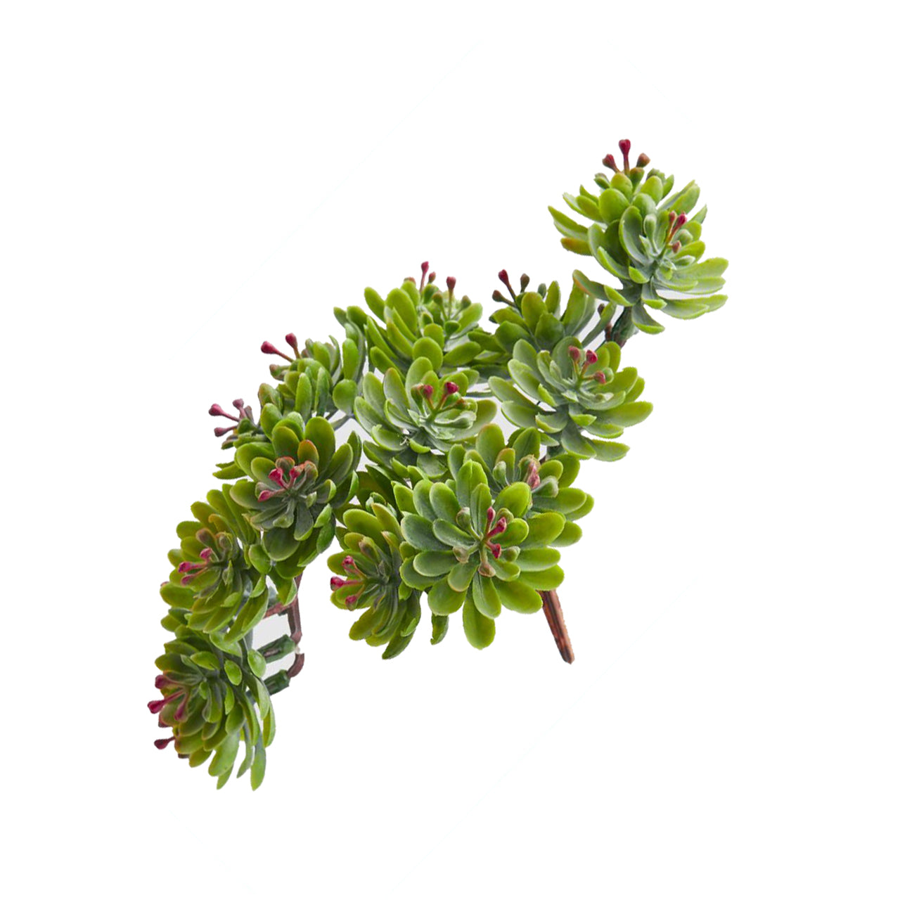 Pianta “CRASSULA"
