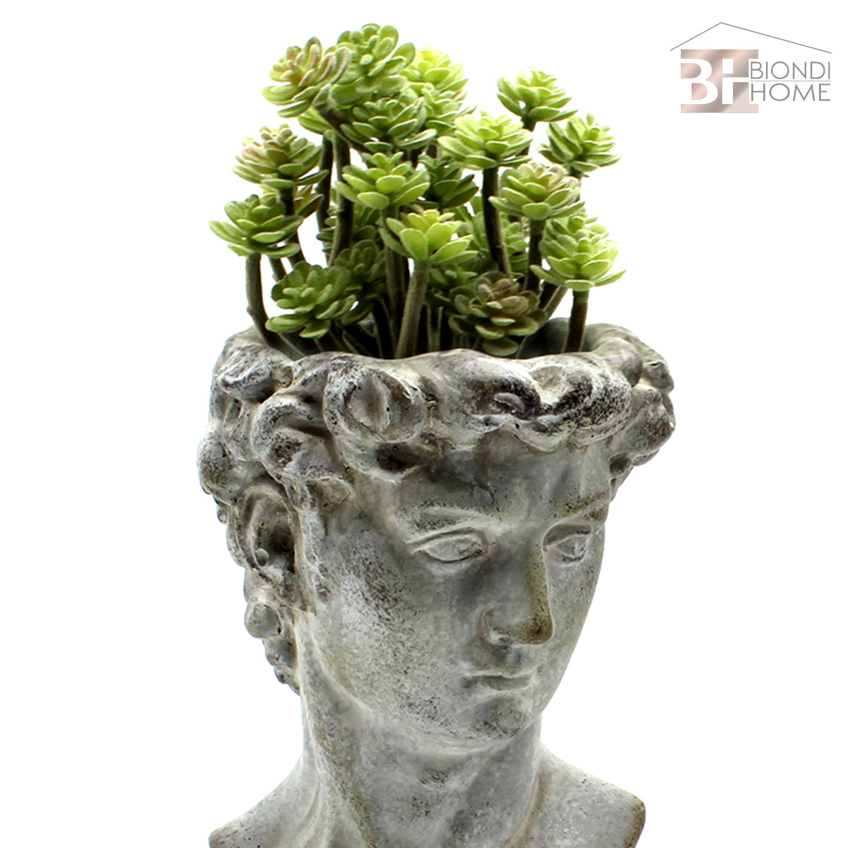 Pianta “SUCCULENT” - BIONDI HOME