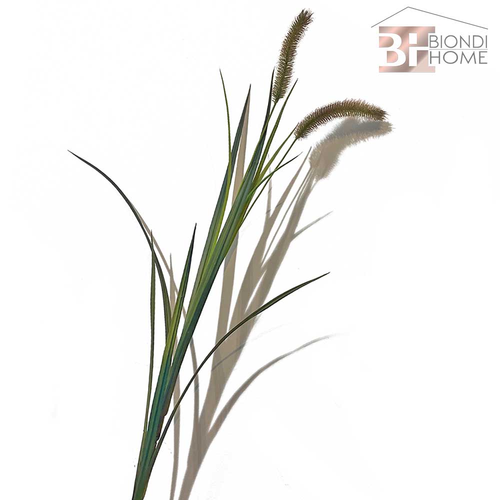 Pianta “FESTUCA”