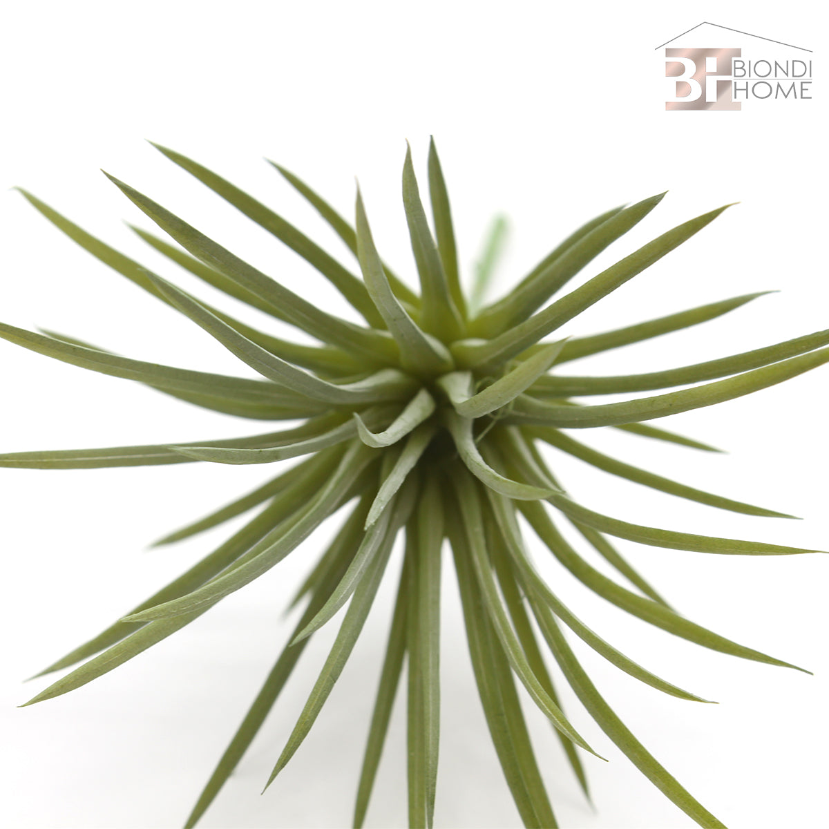 Ciuffo “TILLANDSIA” - BIONDI HOME