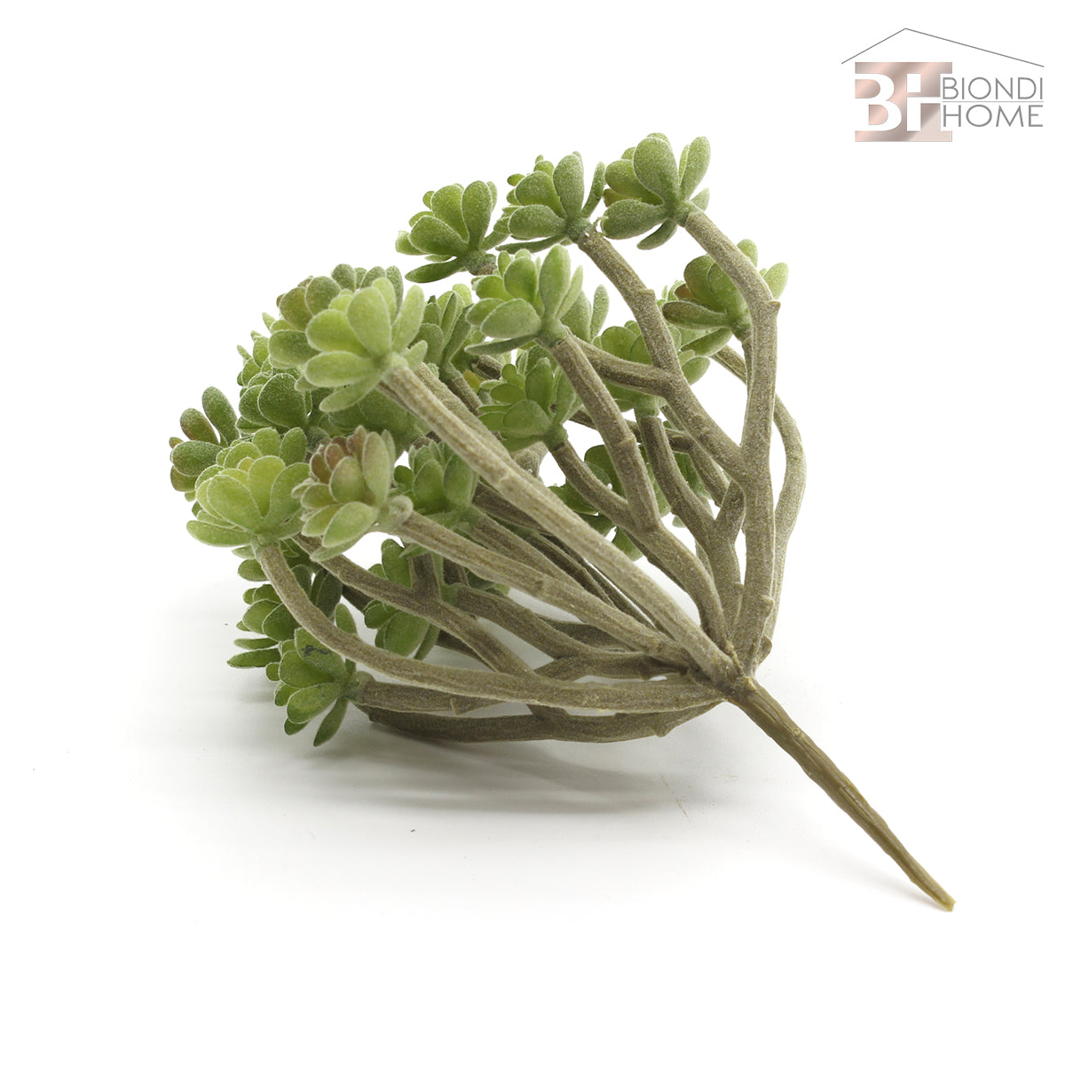 Pianta “SUCCULENT” - BIONDI HOME