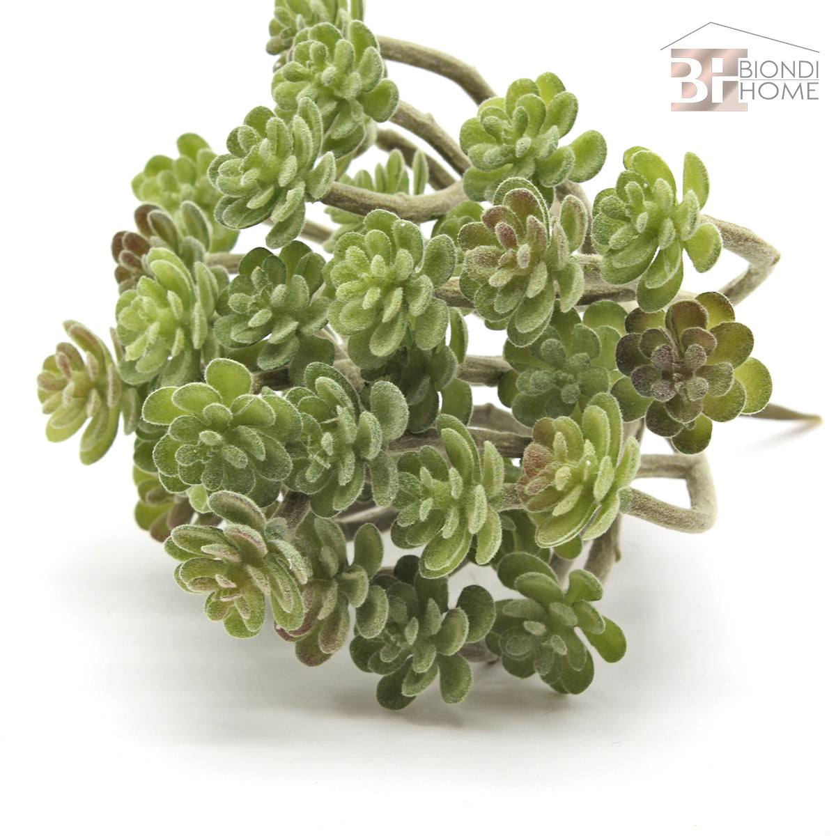 Pianta “SUCCULENT” - BIONDI HOME