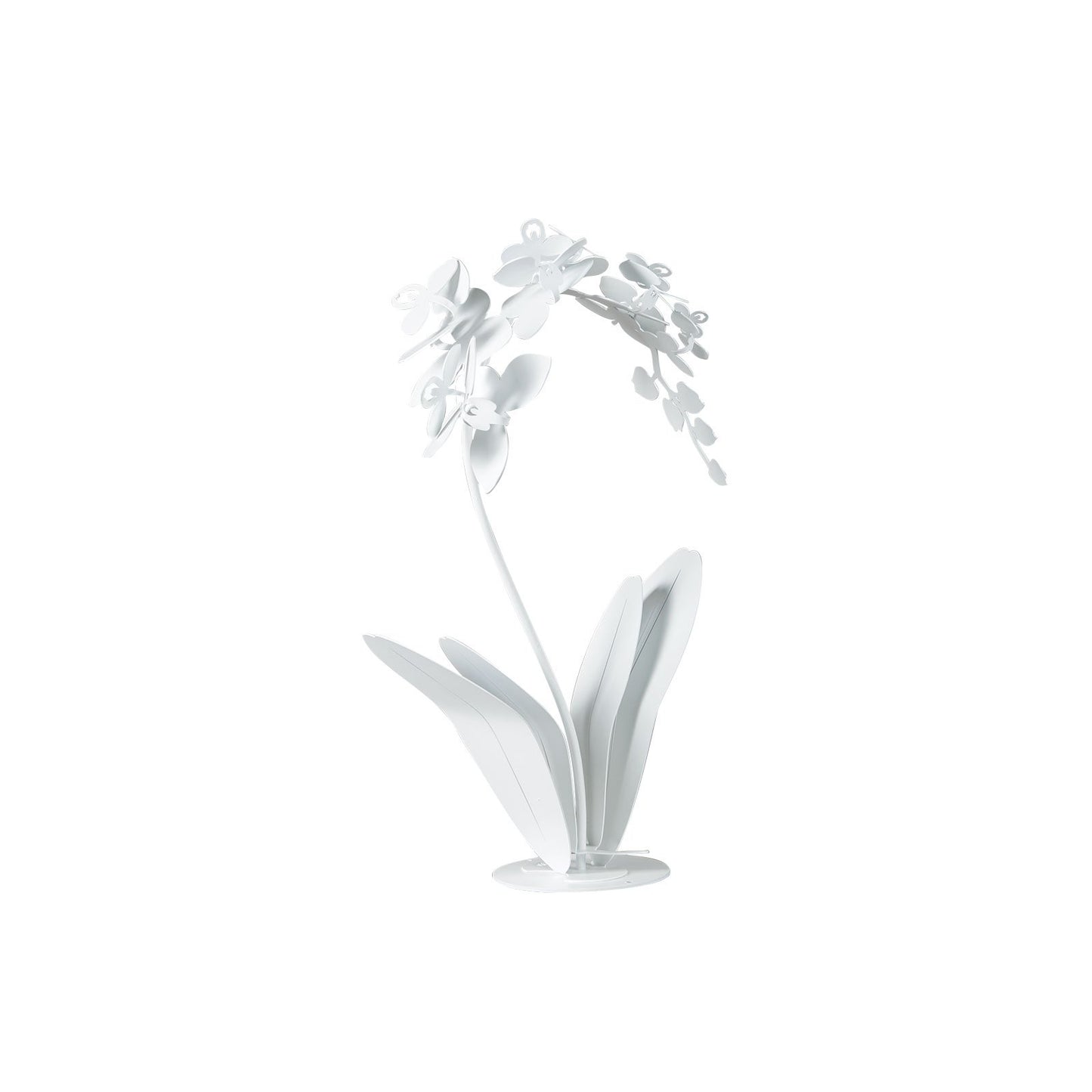 Pianta “ORCHIDEA” - BIONDI HOME