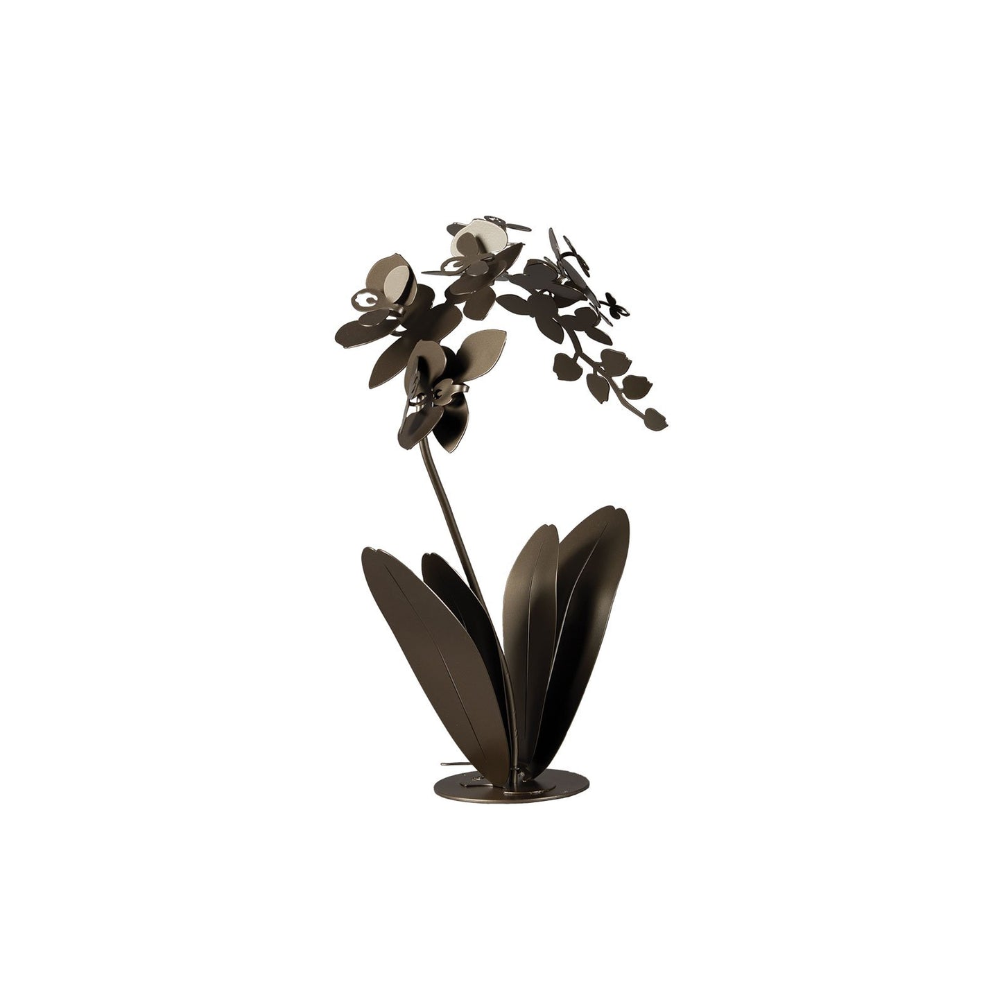 Pianta “ORCHIDEA” - BIONDI HOME