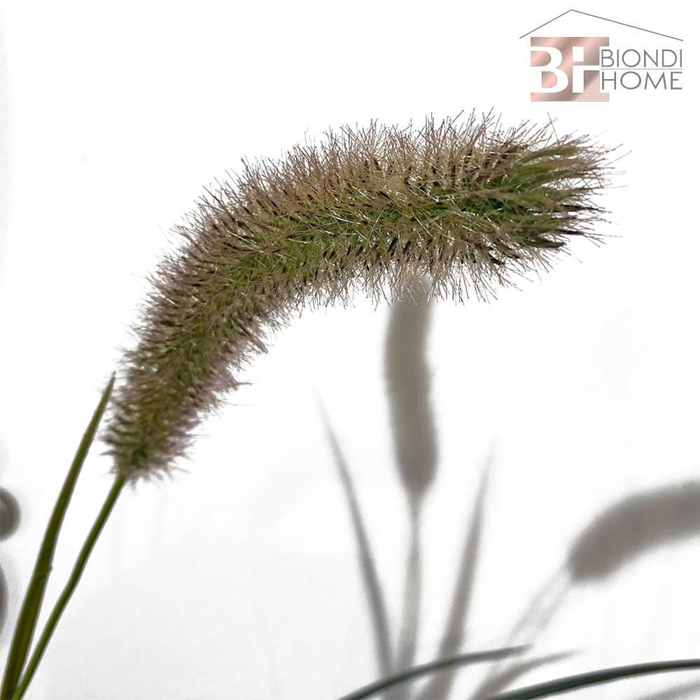 Pianta “FESTUCA”