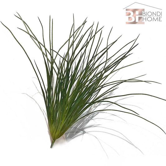 Pianta “THILLANDSIA BIG”