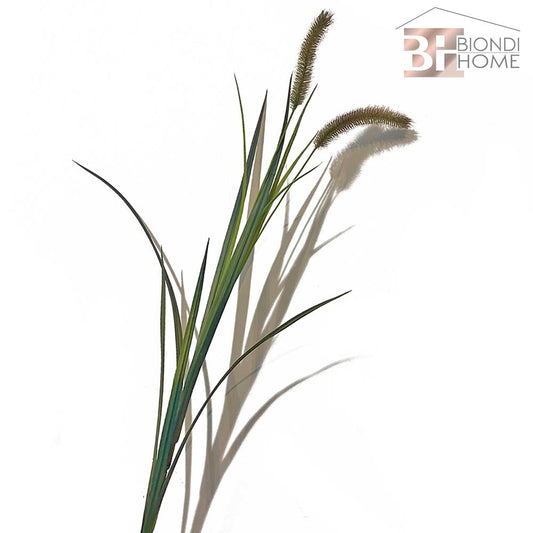 Pianta “FESTUCA”
