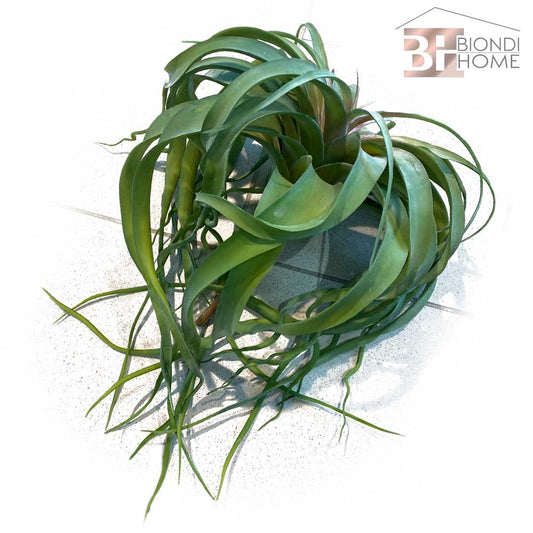 Pianta “SUCCULENT GRANDE”