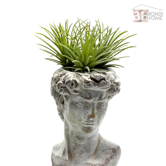 Ciuffo “TILLANDSIA” - BIONDI HOME