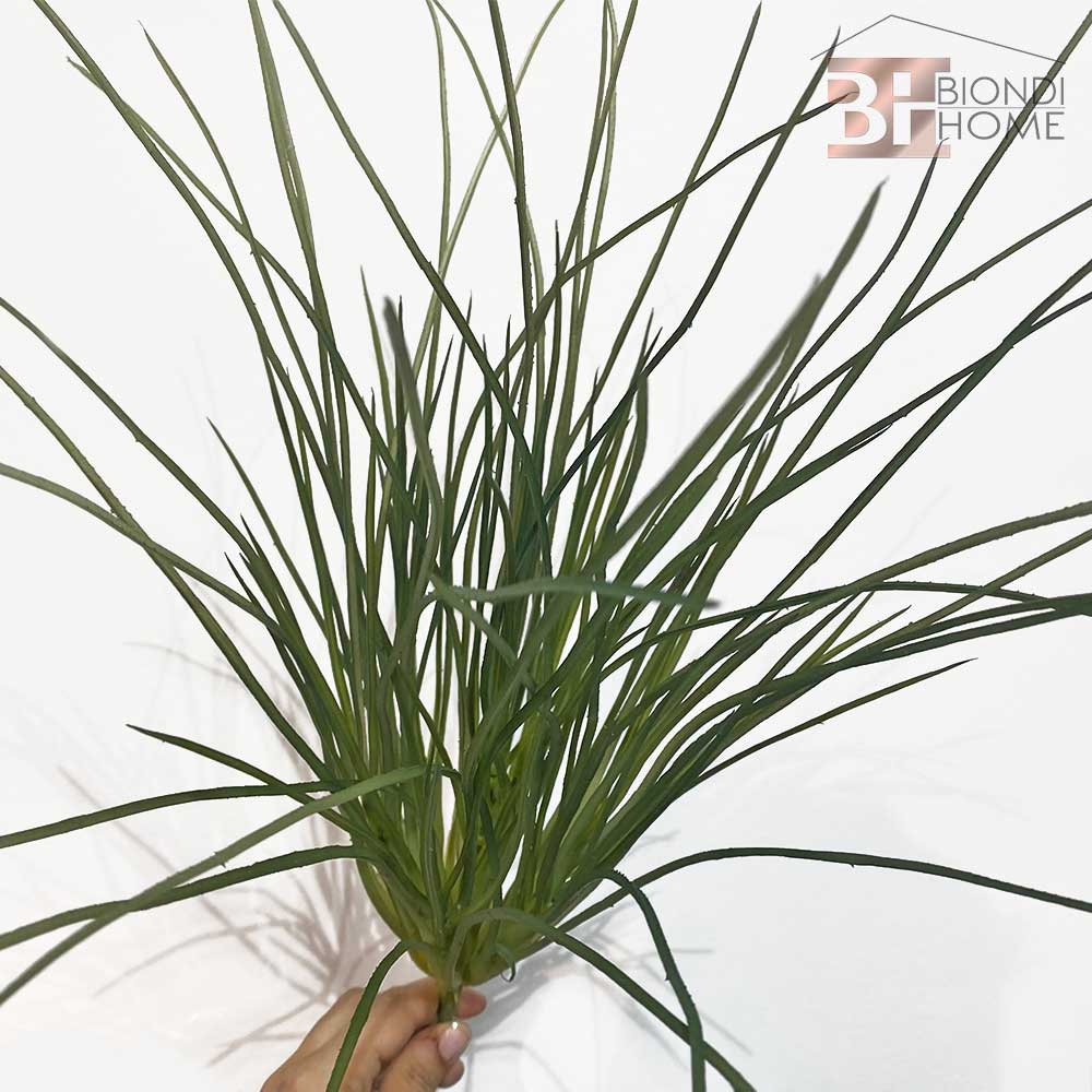 Pianta “THILLANDSIA BIG”
