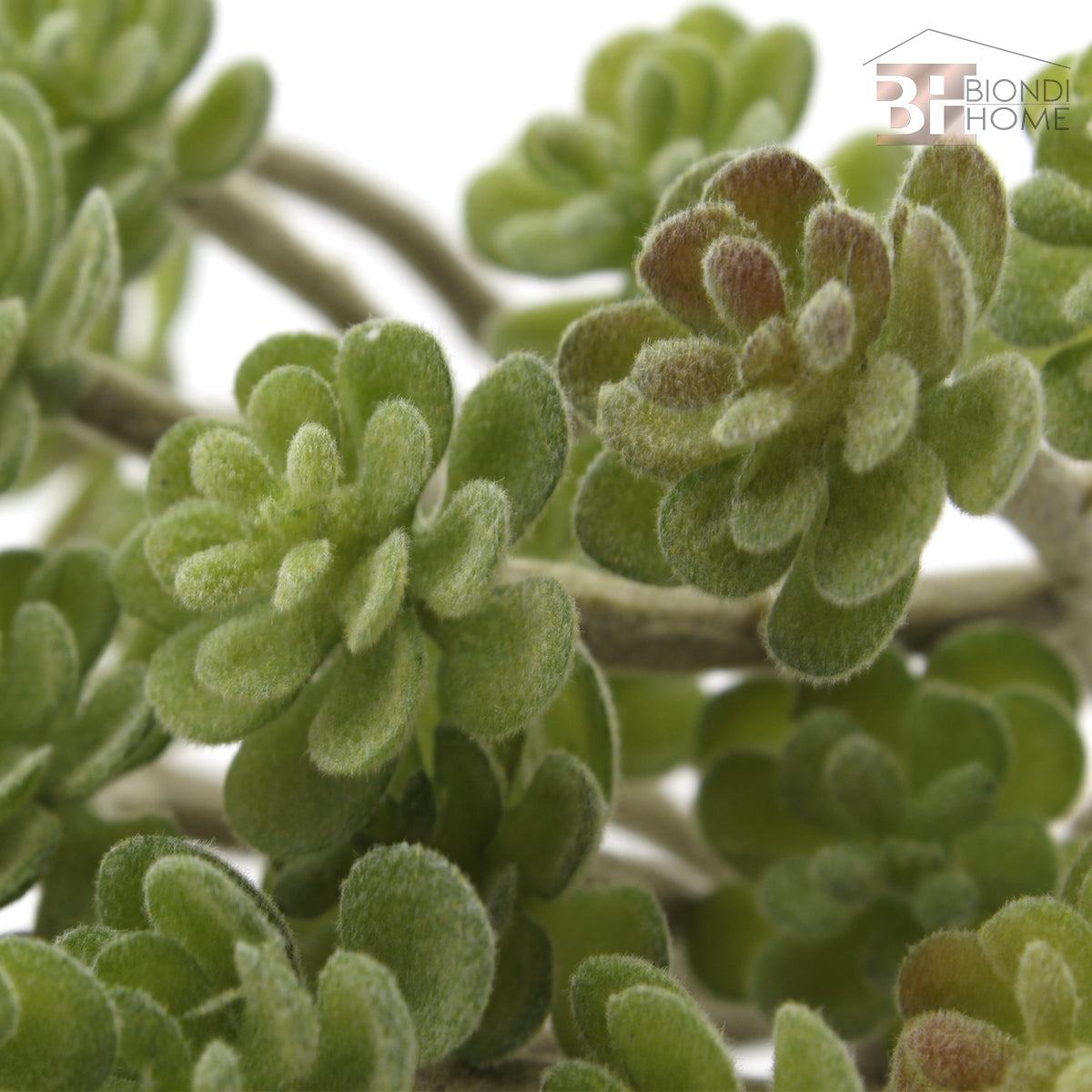 Pianta “SUCCULENT” - BIONDI HOME