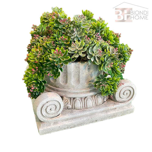 Pianta “CRASSULA"