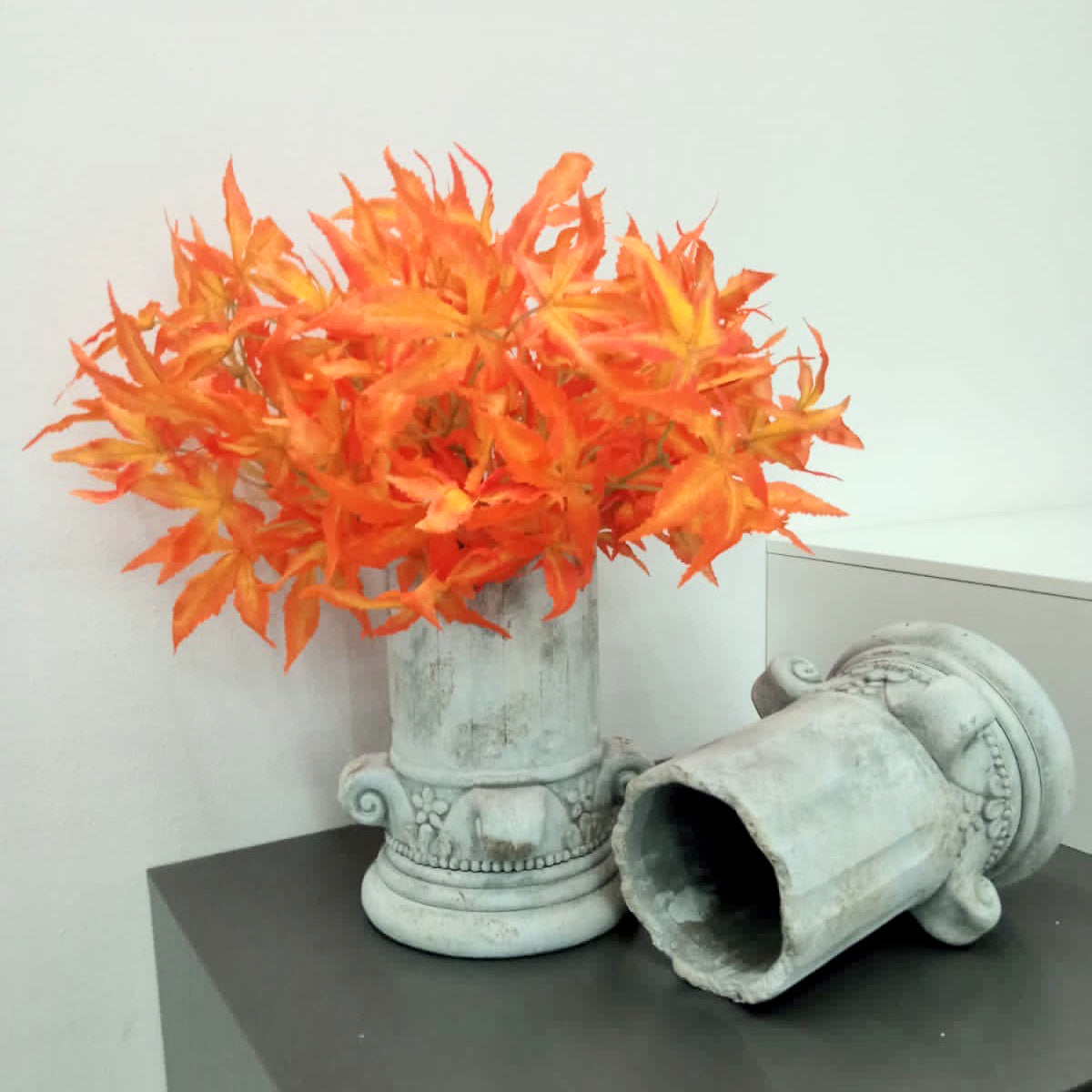 Pianta “ACERO GIAPPONESE” - BIONDI HOME